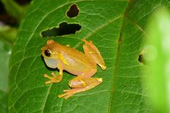 Dendropsophus sarayacuensis