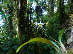 Oncidium cirrhosum
