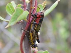 Aztecacris laevis