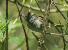 Euscarthmus meloryphus