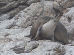 Zalophus californianus