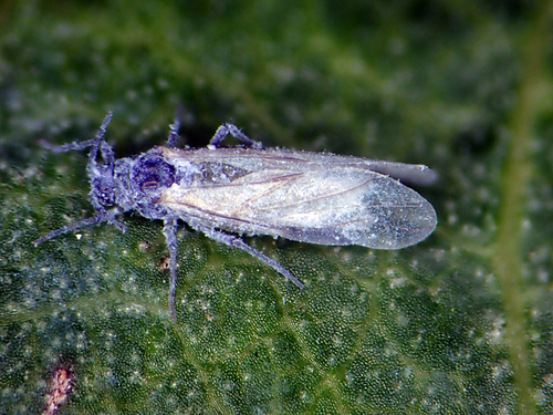 Poplar Spiral Gall Aphid