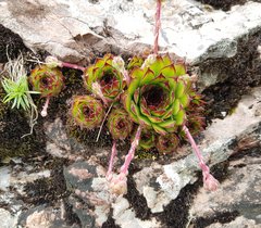 Sempervivum marmoreum