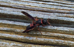 Parancistrocerus histrio
