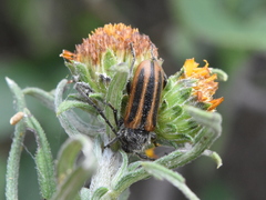 Neocrossidius trivittatus