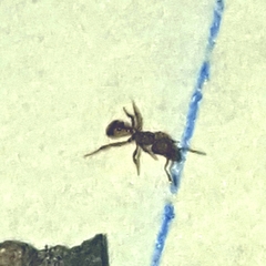 Strumigenys membranifera