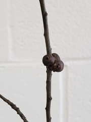 Callirhytis quercusclavigera