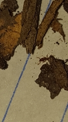 Strumigenys membranifera