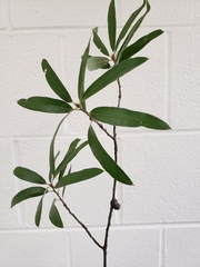 Callirhytis quercusclavigera