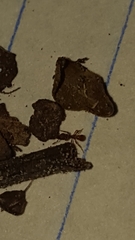 Strumigenys membranifera