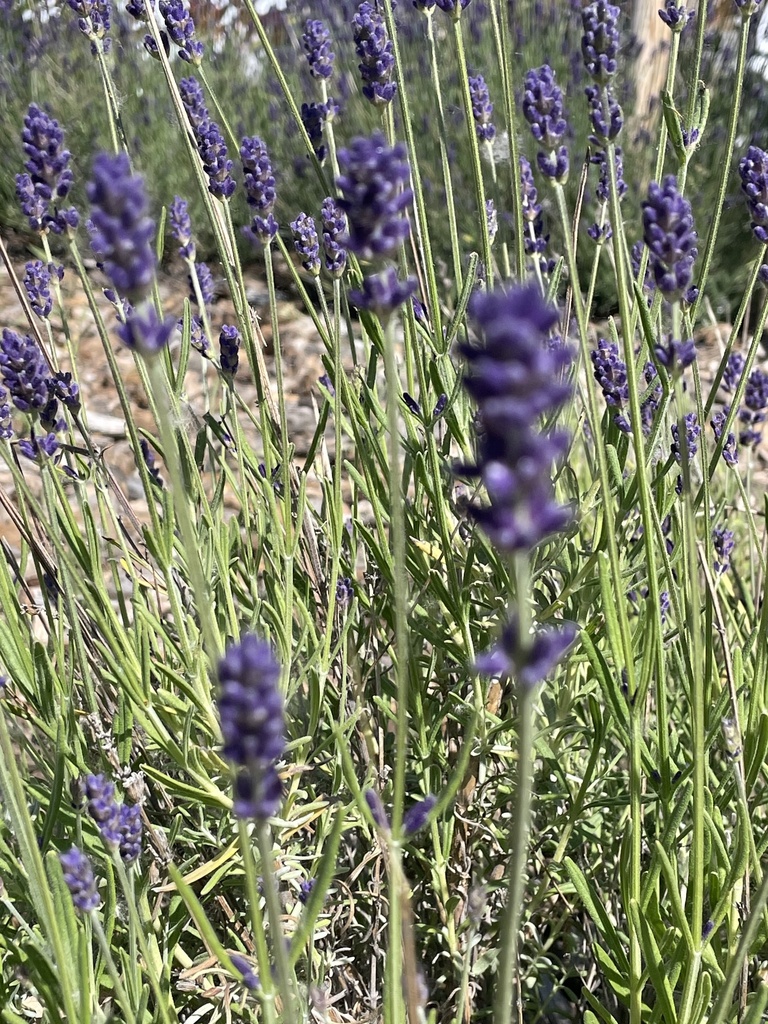 Lavandula