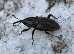 Sphenophorus australis
