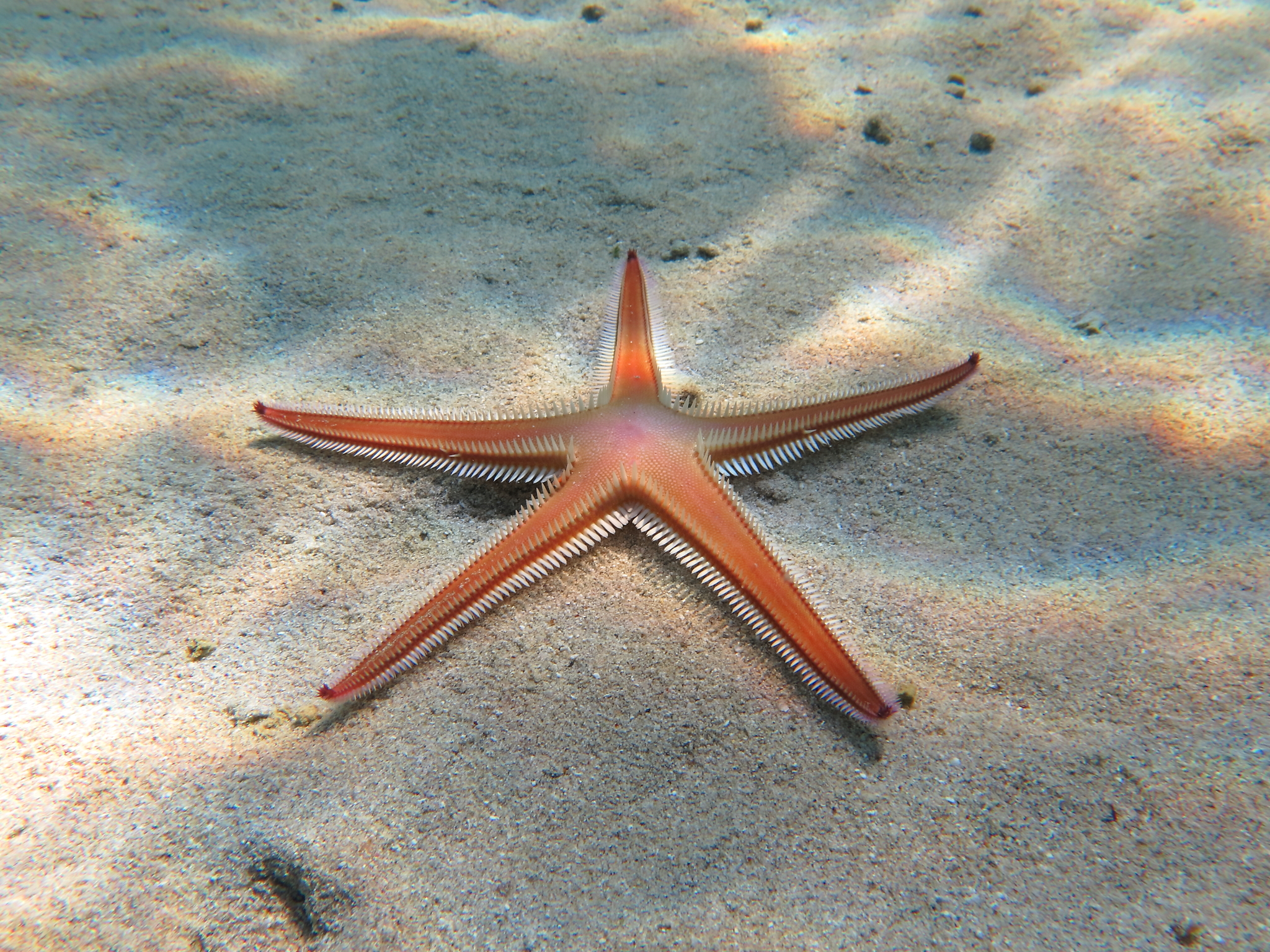 astropecten aurantiacus