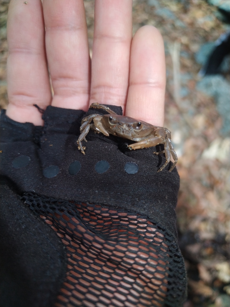 Pseudothelphusa americana