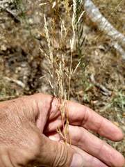 Agrostis pallens
