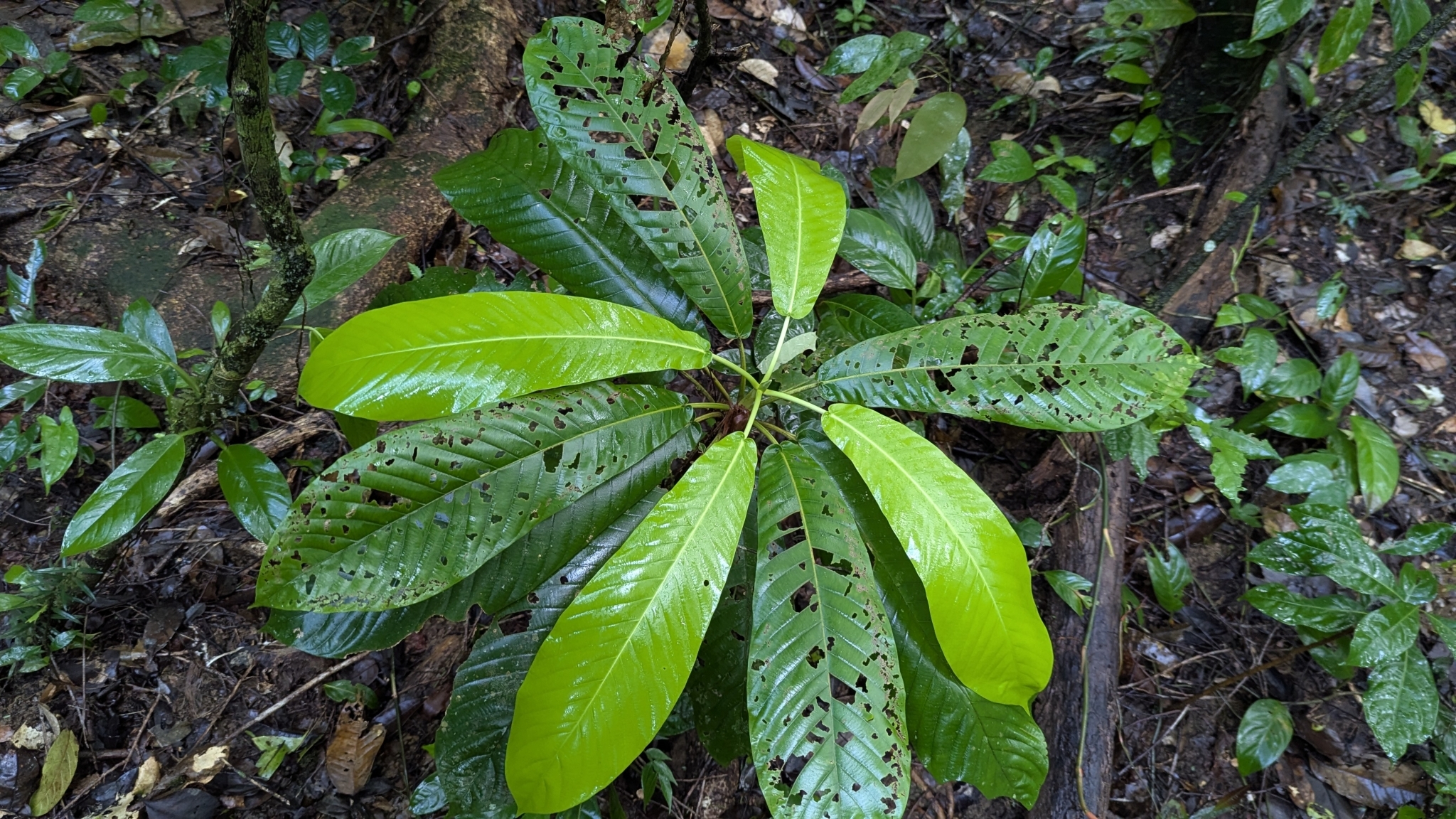 Duroia Aquatica (Duroia aquatica)