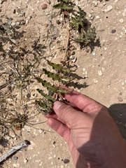 Asclepias prostrata, photograph (c) Cody Stricker, some rights reserved (CC BY)