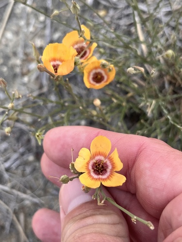 Laredo flax (Linum elongatum)