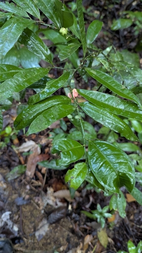 Heisteria cauliflora (Heisteria cauliflora)
