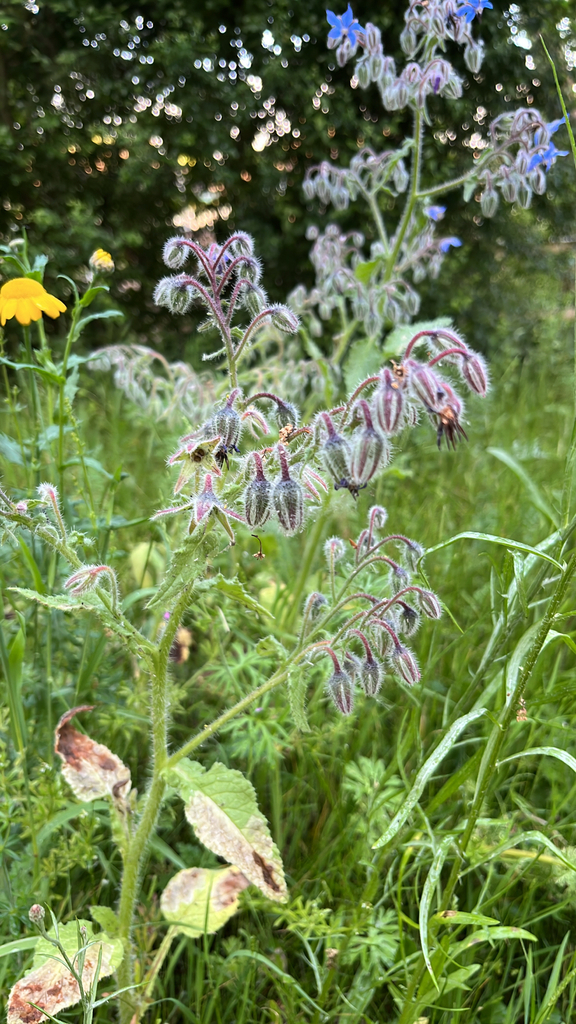 Borago officinalis