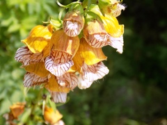 Digitalis laevigata