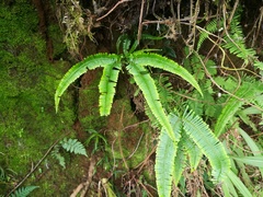 Dicranopteris linearis