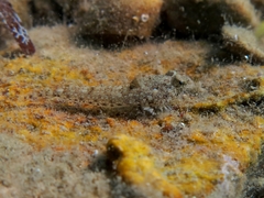 Risso's Dragonet photo 4
