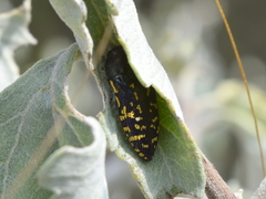 Acmaeodera flavopicta