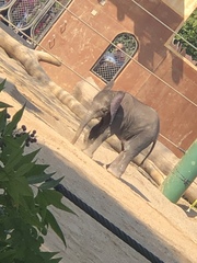 Elephantidae