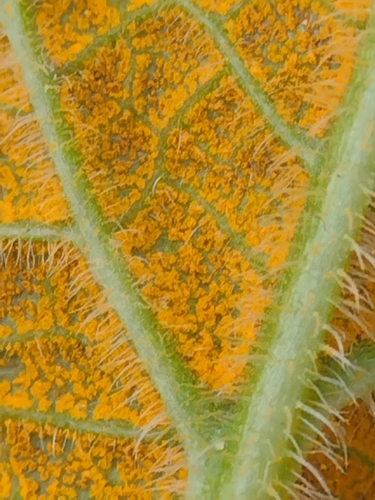 Comfrey Rust