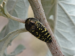 Acmaeodera flavopicta