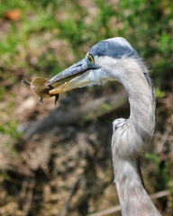 Apalone spinifera spinifera