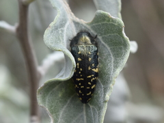 Acmaeodera flavopicta