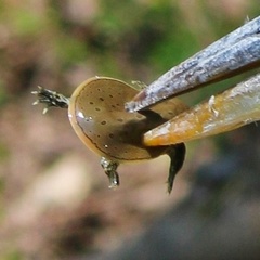 Apalone spinifera spinifera