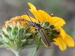 Chauliognathus hieroglyphicus