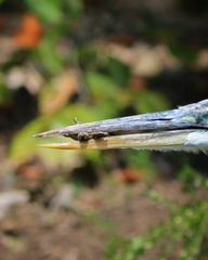 Apalone spinifera spinifera