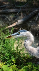 Apalone spinifera spinifera