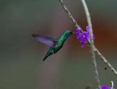 Chlorostilbon mellisugus