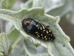 Acmaeodera flavopicta
