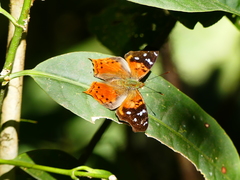 Hypanartia