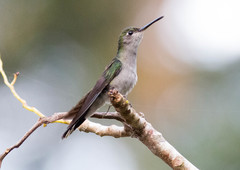 Campylopterus largipennis