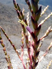 Tillandsia dasyliriifolia