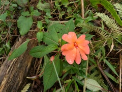 Impatiens platypetala