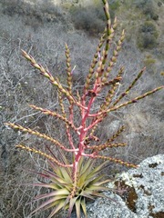 Tillandsia dasyliriifolia