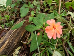 Impatiens platypetala