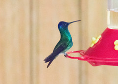 Chrysuronia oenone
