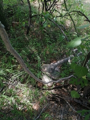 Ibervillea sonorae
