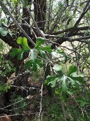 Ibervillea sonorae