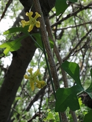Ibervillea sonorae