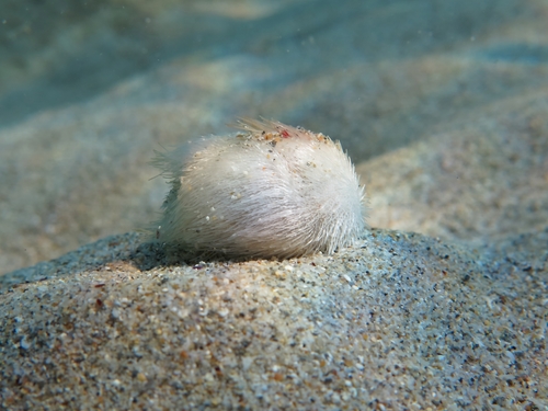 Riccio cuore mediterraneo